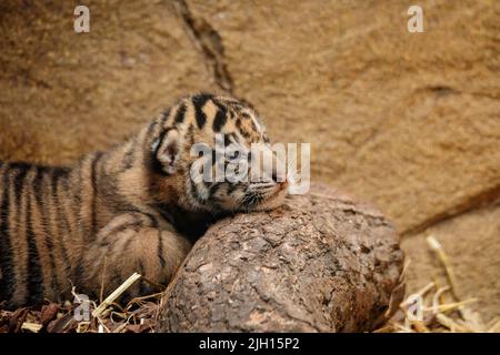 ZSL Zoo di Londra, Regno Unito. 13th luglio 2022. Lo zoo di Londra ZSL ha accolto 3 cuccioli di tigri Sumatran in pericolo critico il 27 giugno 2022. Le triplette di 16 giorni possono essere viste nel territorio delle tigri dello Zoo con i genitori doting, Dad Asim e Mum Gaysha. Amanda Rose/Alamy Live News Foto Stock
