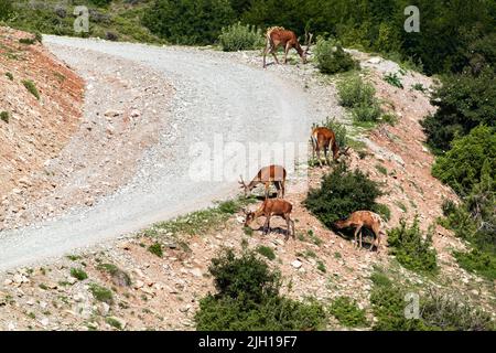 Un gregge di cervo si sgrana su un pendio di montagna Foto Stock