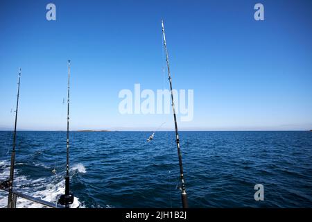 canne da pesca su una barca da pesca charter al largo di portrush costa settentrionale irlanda del regno unito Foto Stock