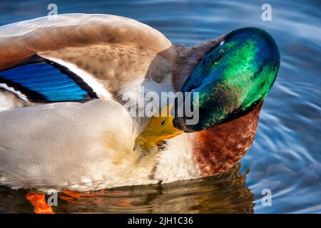 Mallardo maschile sul fiume meno, Francoforte sul meno, Germania Foto Stock