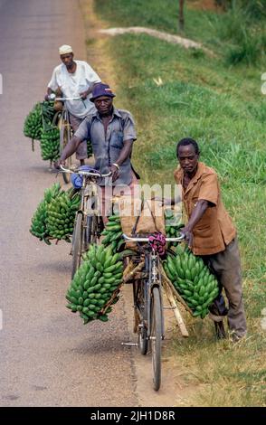 Uganda, uomini che trasportano mazzi di banane in bicicletta. Foto Stock
