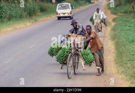 Uganda, uomini che trasportano mazzi di banane in bicicletta. Foto Stock
