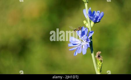 insetto raccolta nettare dal fiore blu di una pianta di cicoria selvaggia con sfondo sfocato. Foto Stock