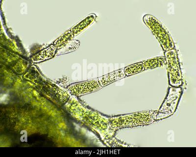 Cladhora sp. Alghe sotto vista microscopica, alghe filamentose verdi Foto Stock