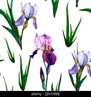 Iridi. Acquerello illustrazione botanica. Composizione di fiori viola e blu. Illustrazione isolata. Per stampa e decorazione. Foto Stock