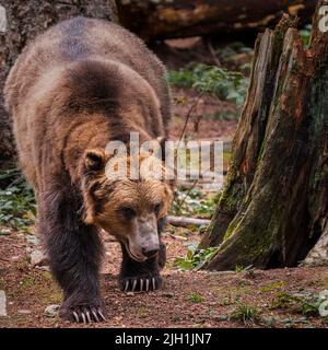 Un primo piano di un grosso orso bruno che cammina vicino al tronco dell'albero Foto Stock