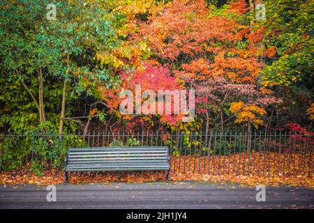 Concept, panchina nel parco di Greenwich, Londra, con colori autunnali vivaci Foto Stock