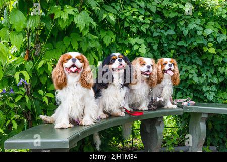 Quattro piccoli cani seduti su una panca di legno nel parco Foto Stock