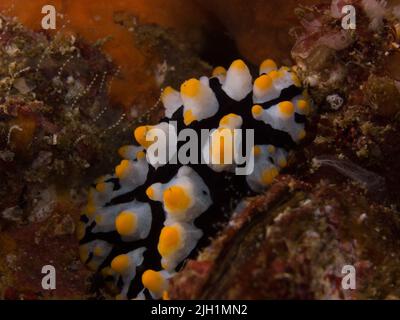 Nudibranco - fauna selvatica subacquea Foto Stock