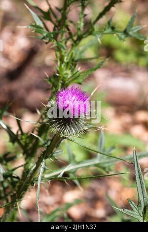 Cirsium vulgare (Thistle spear), Germania Foto Stock