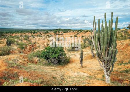 Un incredibile scatto di cactus nel deserto di Tatacoa con cielo nuvoloso a Villavieja, Colombia Foto Stock