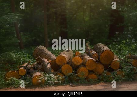 Misterioso riposo conifere in estate. Percorso attraverso gli alberi Foto Stock