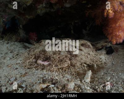 Squalo Wobbegong camuffato nella barriera corallina Foto Stock