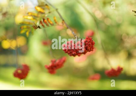 Rossi di mirtilli rossi su un ramo della macchia di rowan. Bacche di rowan mature sull'albero di rowan il giorno d'autunno. Sorbus aucuparia. Foto Stock