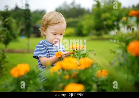 Carino ragazzo toddler ammirando i fiori di paludine arancio luminoso in un giardino sul retro in autunno. Stagione autunnale. Fiori decorativi all'aperto. Foto Stock