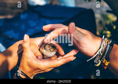 Un piccolo uccello che cadde dal nido nelle mani di un volontario impegnato nel salvataggio di uccelli e animali in Ucraina. Aiuto agli animali. Uzhhorod, Ucraina Foto Stock