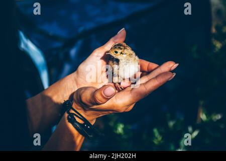 Un piccolo uccello che cadde dal nido nelle mani di un volontario impegnato nel salvataggio di uccelli e animali in Ucraina. Aiuto agli animali. Uzhhorod, Ucraina Foto Stock