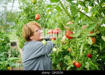 Donna che raccoglie piante di tomatoe fresche biologiche mature da un cespuglio. Coltivando le proprie frutte e vegetali in una fattoria. Giardinaggio e stile di vita di auto-suff Foto Stock