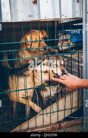 Diversi cani in una recinzione di un rifugio animale sono in attesa di cibo. I cani carezzano la mano di un volontario. I volontari aiutano gli animali domestici ucraini. Aiuto agli animali. Foto Stock