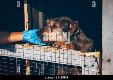 Le mani del veterinario che accarezzano il vecchio cane senza tetto in un rifugio animale. I volontari aiutano gli animali domestici ucraini. Aiuto agli animali. Uzhhorod, Ucraina Foto Stock