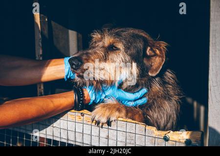 Le mani del veterinario che accarezzano il vecchio cane senza tetto in un rifugio animale. I volontari aiutano gli animali domestici ucraini. Aiuto agli animali. Uzhhorod, Ucraina Foto Stock