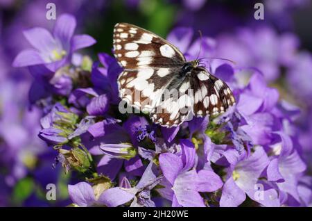 Farfalla nel giardino. Foto Stock