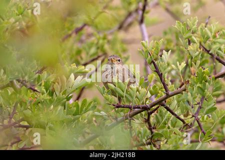 Grasshopper Warbler (Locustella naevia) Norfolk GB UK Luglio 2022 Foto Stock