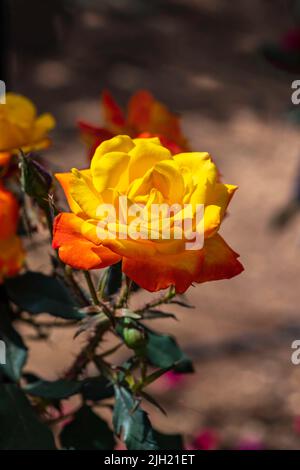fiori di rosa rosso giallo si avvicinano su sfondo naturale sfocato Foto Stock