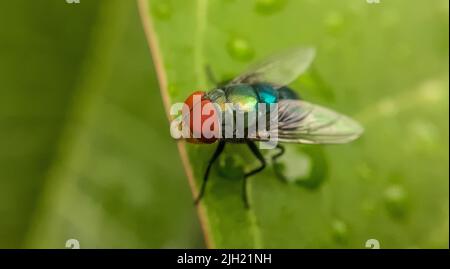 Un primo piano di una mosca soffiata appollaiata sulla foglia verde bagnata Foto Stock