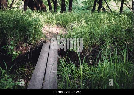 Due assi di legno che sono usati per attraversare un fosso aperto su un percorso di foresta. Foto Stock