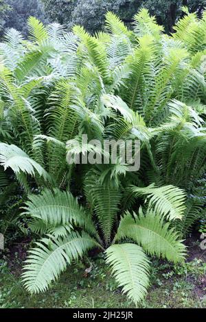 fern in pioggia. estate tempo pioggia lascia acqua goccia sulle foglie. sembra giungla, ma è solo in un parco a bodensee Foto Stock