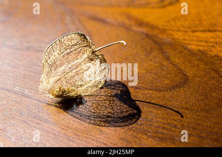 Un vecchio buccia asciugata di un gooseberry del capo, anche conosciuto come una bacca di Inca su un tavolo di legno. Foto Stock