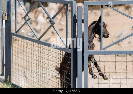 Una capra nera guarda fuori da dietro una recinzione di una fattoria Foto Stock