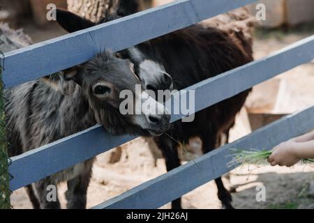 Una bambina nutre l'erba ad un asino nello zoo. Primo piano. Foto di alta qualità Foto Stock