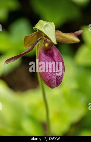 Un fiore rosa della Slipper della signora Foto Stock