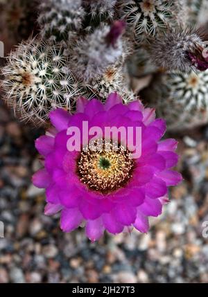 Un cactus hedgehog (Echinocereus fendleri) fiorisce in un giardino sul cortile di Santa Fe, New Mexico. Foto Stock