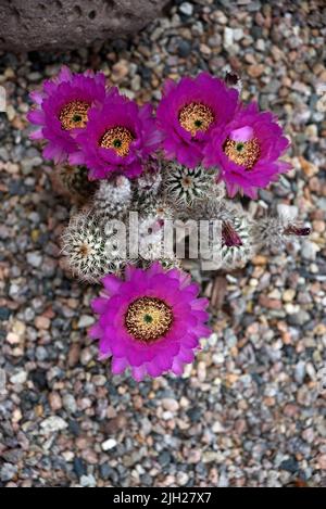 Un cactus hedgehog (Echinocereus fendleri) fiorisce in un giardino sul cortile di Santa Fe, New Mexico. Foto Stock