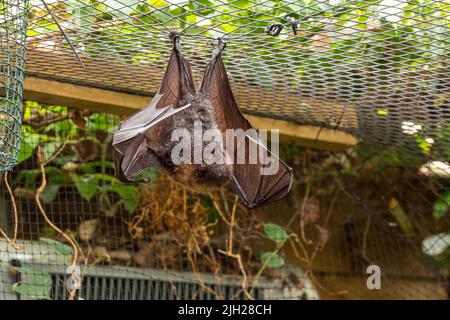 Un pipistrello di frutta di Livingstone, Pteropus livingstonii, chiamato anche una volata Comoro allo zoo di Jersey. Nativo delle isole Anjouan e Moheli in India Foto Stock
