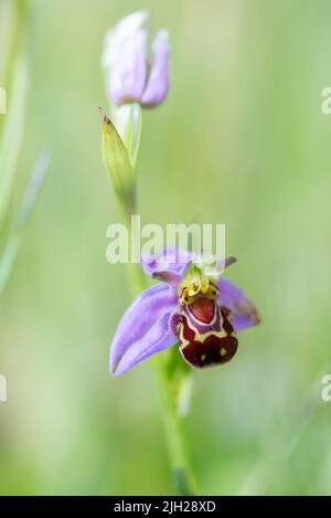 Ape orchidea alla costa di Durham Foto Stock
