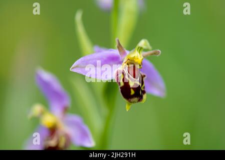 Ape orchidea alla costa di Durham Foto Stock