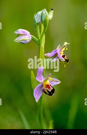 Ape orchidea alla costa di Durham Foto Stock