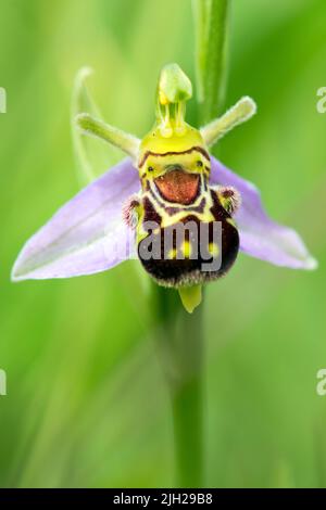 Ape orchidea alla costa di Durham Foto Stock