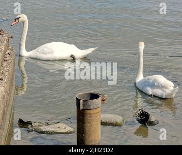 Glasgow, Scozia, Regno Unito luglio 14th 2022. Regno Unito Meteo: Siccità colpito Knightswood parco nautica stagno si asciuga in su. Metà dello stagno che ospita le piante e una colonia di cigni si è trasformata in fango asciutto. L'area è stata piantata con piante acquatiche e un'isola su cui si coltivano uccelli, che ora è diventata una collina sulla pianura del fango. Il NO di cigni è diminuito da oltre cinquanta a due coppie come il resto si sono mossi, ci sono poche anatre. I gabbiani sono rimasti, ma diventano più aggressivi poiché le persone non hanno più il numero di cigni e anatre da nutrire. L'ultima coppia di cigni ben al di sotto del livello del tubo di troppo pieno. Foto Stock