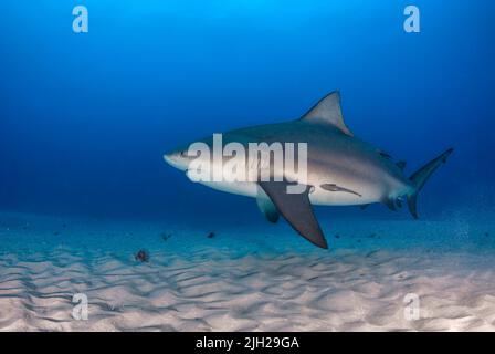 Squalo toro (Carcharhinus leucas) nuoto vicino al fondo sabbioso Foto Stock