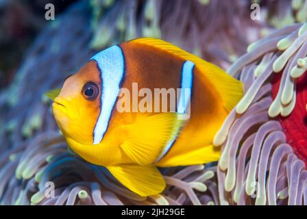 Ritratto di un pesce anemone (Anfiprion bicinctus) Foto Stock