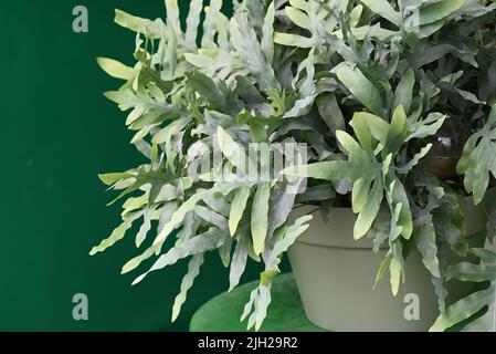Blue Star Fern Phlebodium aureum casa pianta Foto Stock