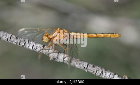 Primo piano di una libellula del genere 'frecce blu' (Orthetrum). È seduto su un ramo asciutto e viene fotografato dal lato. Foto Stock