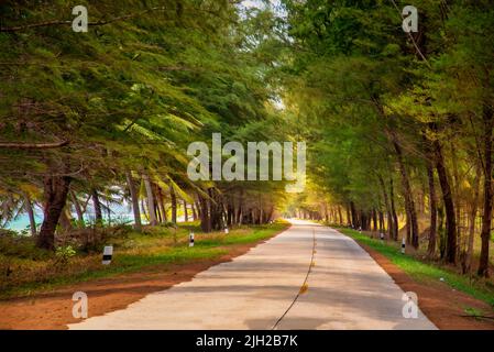 Bella strada tra alberi di pino e mare in giornata di sole. Foto Stock