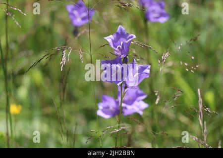 Bellflower a foglia rotonda su un prato estivo Foto Stock