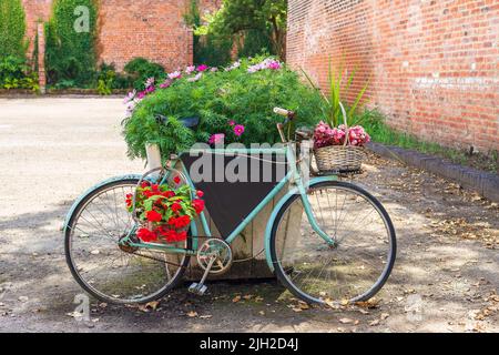 Vecchia bicicletta con cesti di fiori appoggiati a un grande contenitore con piante da fiore Cosmos. Foto Stock